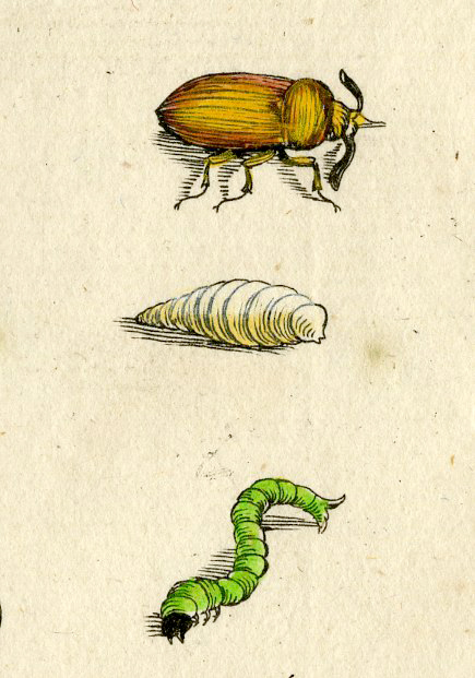 , Antique Print-INSECTS-GARDEN CRESS-FLOWER-TUINKERS-PL.LIII-Merian-1730, Pictura Antique Prints