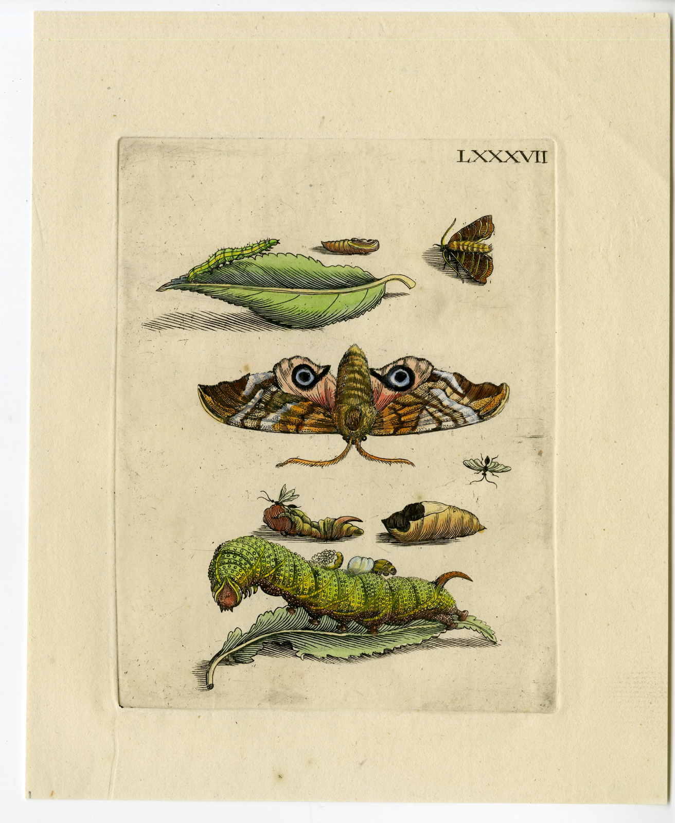 , Antique Print-INSECTS-WILLOW-SALLOW-RED-RODE WILG-PL.LXXXVII-Merian-1730, Pictura Antique Prints