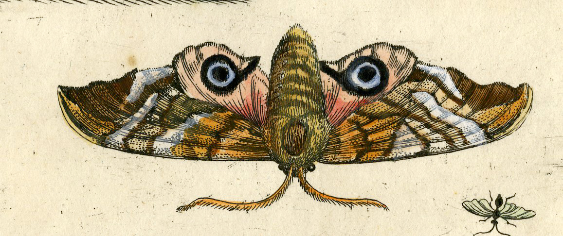 , Antique Print-INSECTS-WILLOW-SALLOW-RED-RODE WILG-PL.LXXXVII-Merian-1730, Pictura Antique Prints