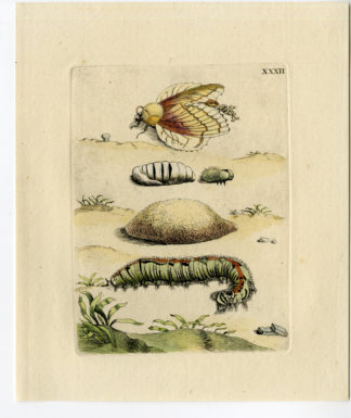 Antique Print-INSECTS-MEADOW-GRASS-GRAMEN-PL. XXXII-Merian-1730