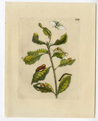 Antique Print-INSECTS-GOAT-PUSSY-WILLOW-SALIX CAPREA-LEAF-PL.XXX-Merian-1730