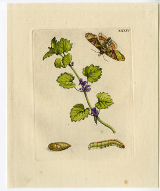 Antique Print-INSECTS-GROUND-IVY-GILL-HAEDERA-EVERGREEN-PL.XXXIV-Merian-1730