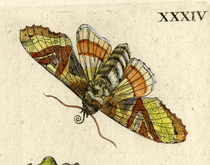 , Antique Print-INSECTS-GROUND-IVY-GILL-HAEDERA-EVERGREEN-PL.XXXIV-Merian-1730, Pictura Antique Prints