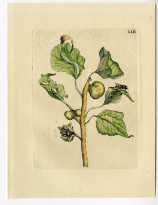 Antique Print-INSECTS-POPOLAR-BLACK-POPULUS-LEAF-PL.XLII-Merian-1730