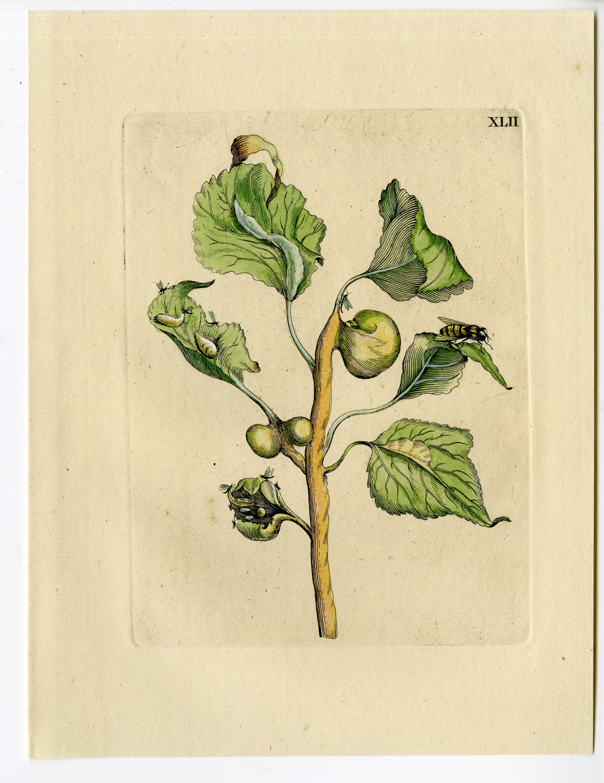 , Antique Print-INSECTS-POPOLAR-BLACK-POPULUS-LEAF-PL.XLII-Merian-1730, Pictura Antique Prints