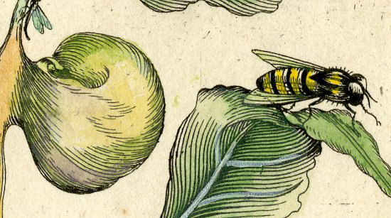, Antique Print-INSECTS-POPOLAR-BLACK-POPULUS-LEAF-PL.XLII-Merian-1730, Pictura Antique Prints