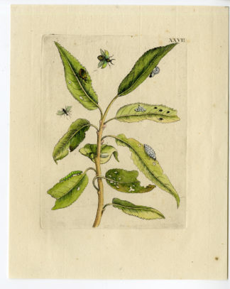 Antique Print-INSECTS-WILLOW-RED-SALIX ACUTO-LEAF-PL.XXVII-Merian-1730