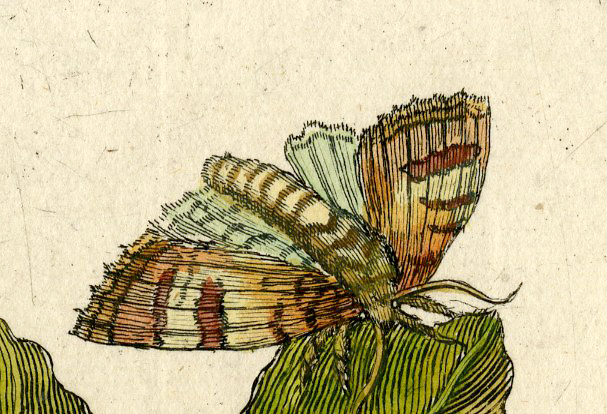 , Antique Print-INSECTS-POPLAR-WHITE-SILVER-LEAF-CATERPILLAR-PL.CXLVII-Merian-1730, Pictura Antique Prints