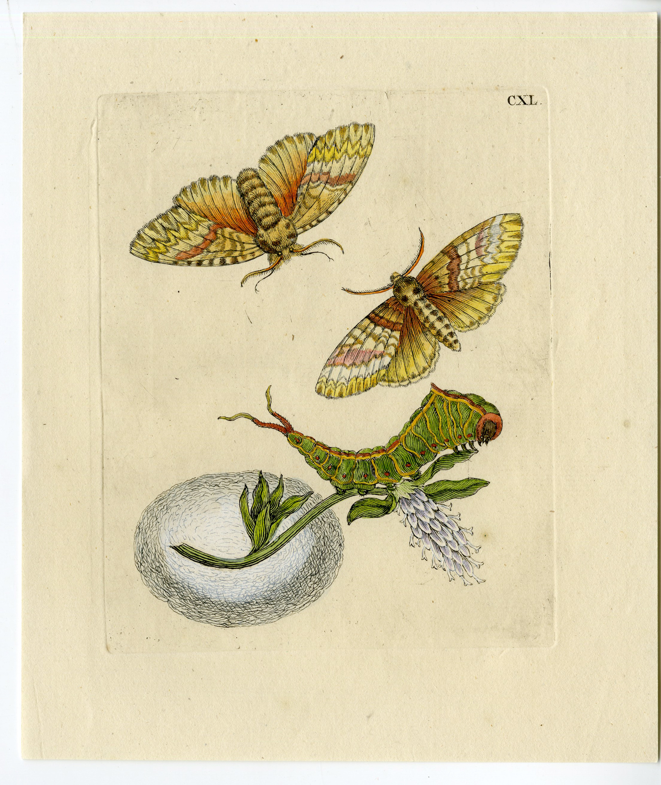 , Antique Print-INSECTS-WILLOW-FLOWER-BUTTERFLY-CATERPILLAR-PL. CXL-Merian-1730, Pictura Antique Prints
