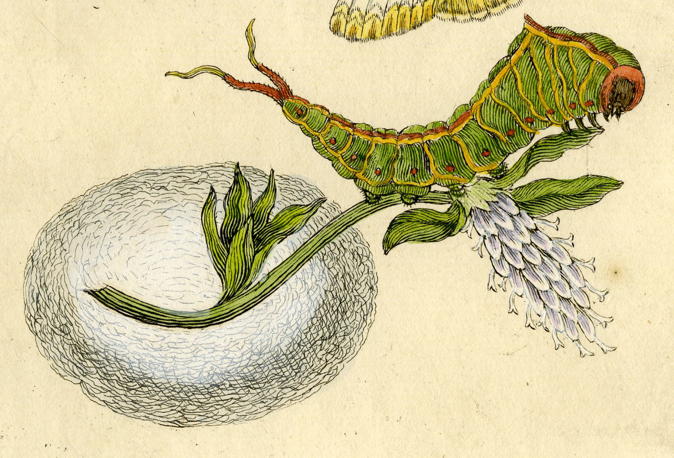 , Antique Print-INSECTS-WILLOW-FLOWER-BUTTERFLY-CATERPILLAR-PL. CXL-Merian-1730, Pictura Antique Prints