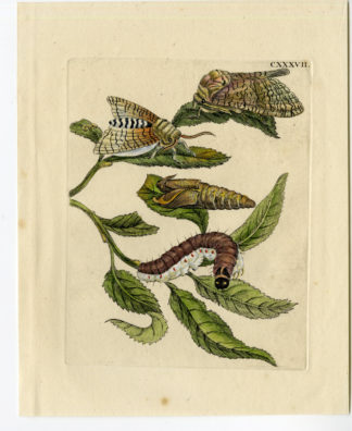Antique Print-INSECTS-WILLOW-SALIX-CATERPILLAR-MOTH-LEAF-PL.CXXXVII-Merian-1730