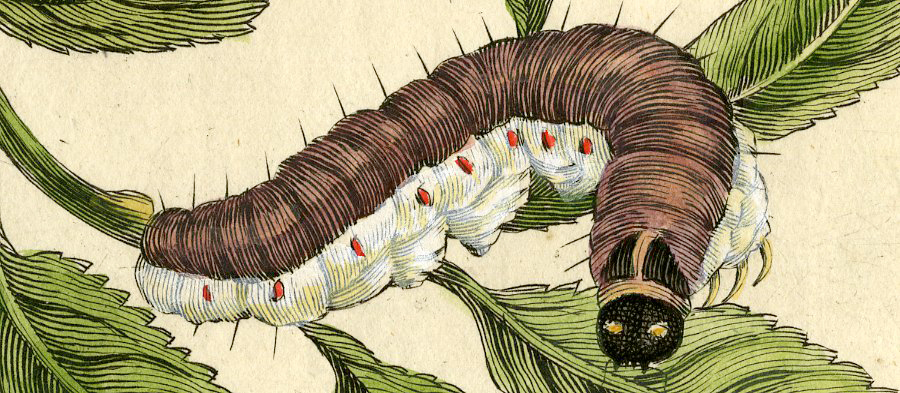 , Antique Print-INSECTS-WILLOW-SALIX-CATERPILLAR-MOTH-LEAF-PL.CXXXVII-Merian-1730, Pictura Antique Prints