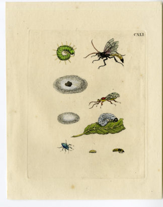 Antique Print-INSECTS-WILLOW-SALIX-LEAF-INSECT-PL.CXLI-Merian-1730