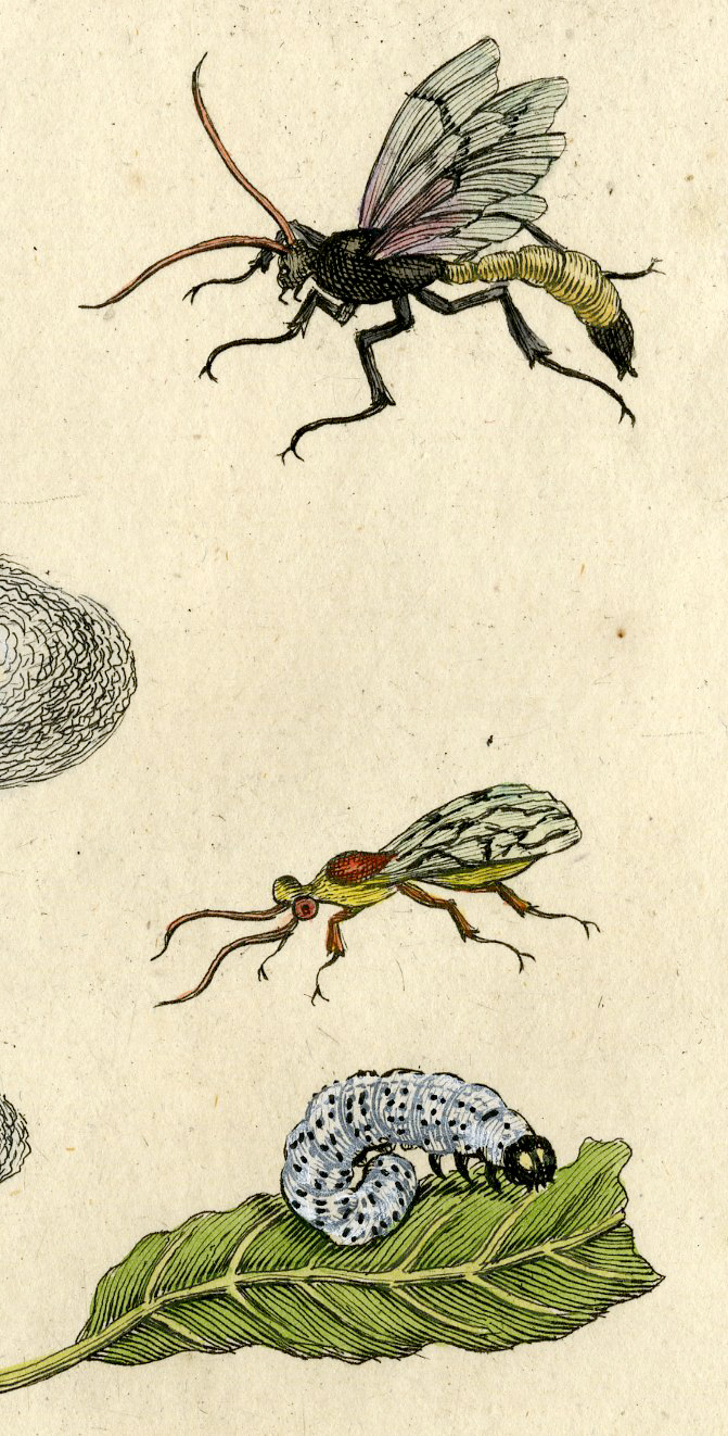 , Antique Print-INSECTS-WILLOW-SALIX-LEAF-INSECT-PL.CXLI-Merian-1730, Pictura Antique Prints