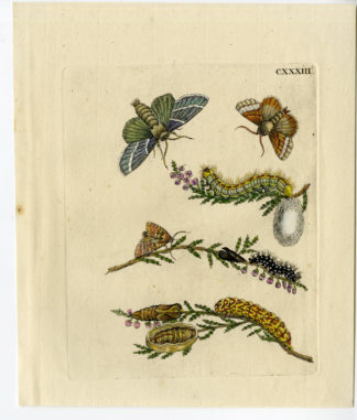Antique Print-INSECTS-CALLUNA-HEATHER-FLOWER-MOTH-PL. CXXXIII-Merian-1730