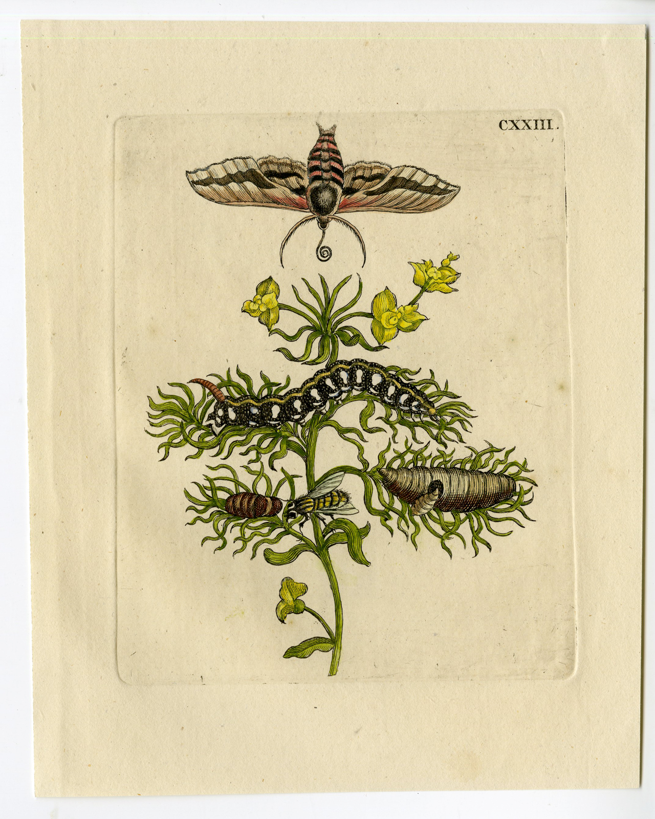 Pcorc 0410 416x520 Antique Print-INSECTS-SPURGE-EUPHORBIA-WOLFSMELK-MOTH-PL. CXXIII-Merian-1730