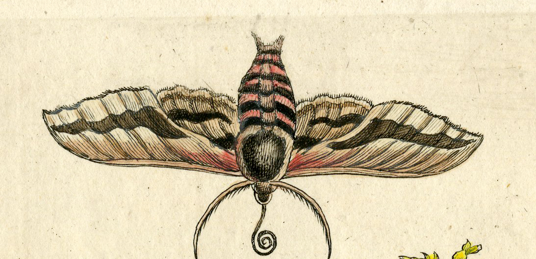 Pcorc 0411 416x201 Antique Print-INSECTS-SPURGE-EUPHORBIA-WOLFSMELK-MOTH-PL. CXXIII-Merian-1730 - Image 2