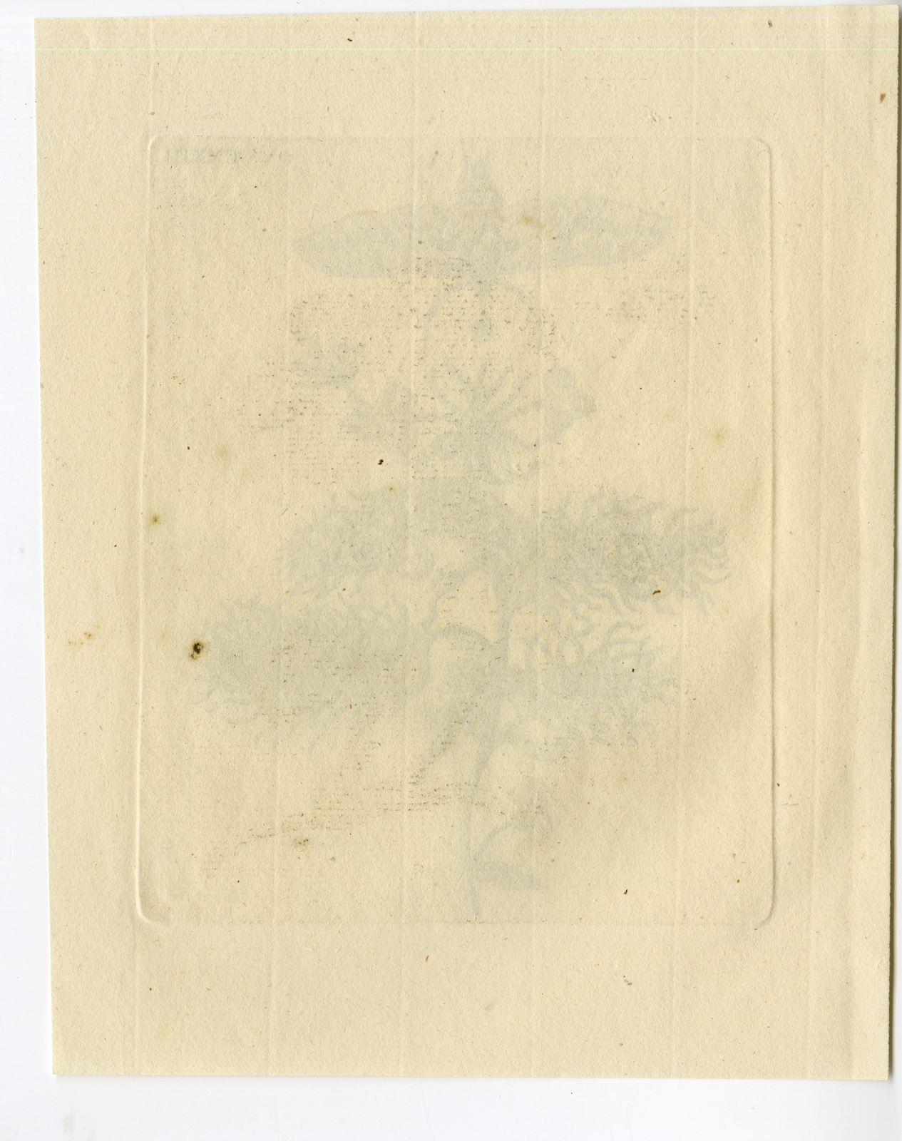 Pcorc 0412 416x526 Antique Print-INSECTS-SPURGE-EUPHORBIA-WOLFSMELK-MOTH-PL. CXXIII-Merian-1730 - Image 3