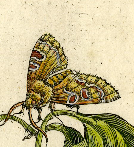 , Antique Print-INSECTS-QUINCE-LEAF-CATERPILLAR-MOTH-PL.CXXVI-Merian-1730, Pictura Antique Prints