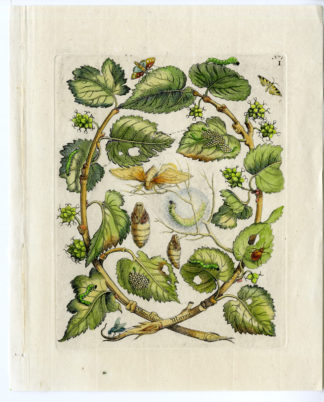 2 Antique Prints-INSECTS-MULBERRRY-MOERBEI-LEAF-SILK-PL.I-Merian-1730
