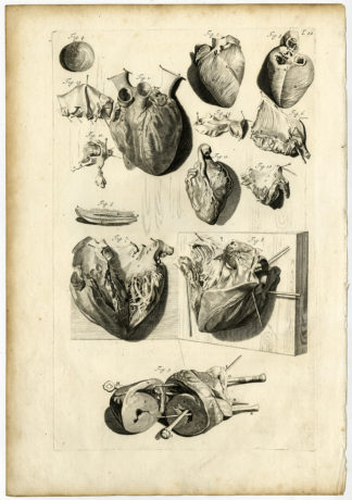 Rare Antique Print - ANATOMY-HUMAN HEART-T.22 - [Lairesse-Bidloo-1685]