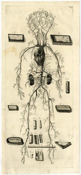 Rare Antique Print - ANATOMY-HUMAN HEART-VEINS-ARTERIES-T.23 - [Lairesse-Bidloo-1685]