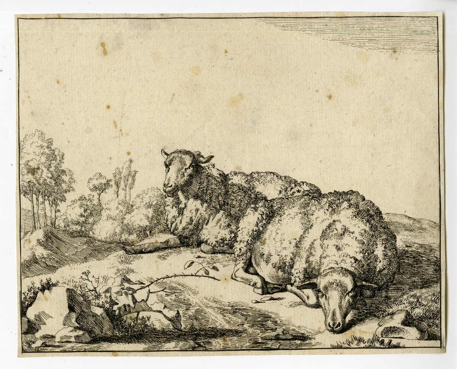 , Antique Print – SHEEP AT BLACKBERRY BRANCH-DE BYE after own design – c.1660, Pictura Antique Prints