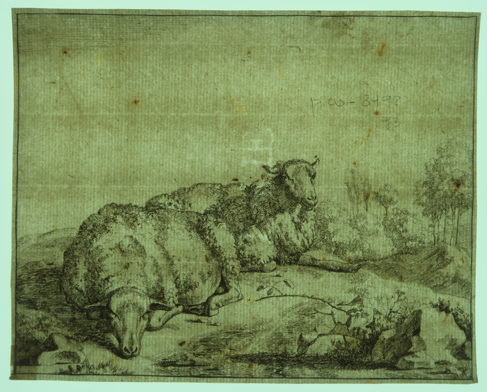 , Antique Print – SHEEP AT BLACKBERRY BRANCH-DE BYE after own design – c.1660, Pictura Antique Prints