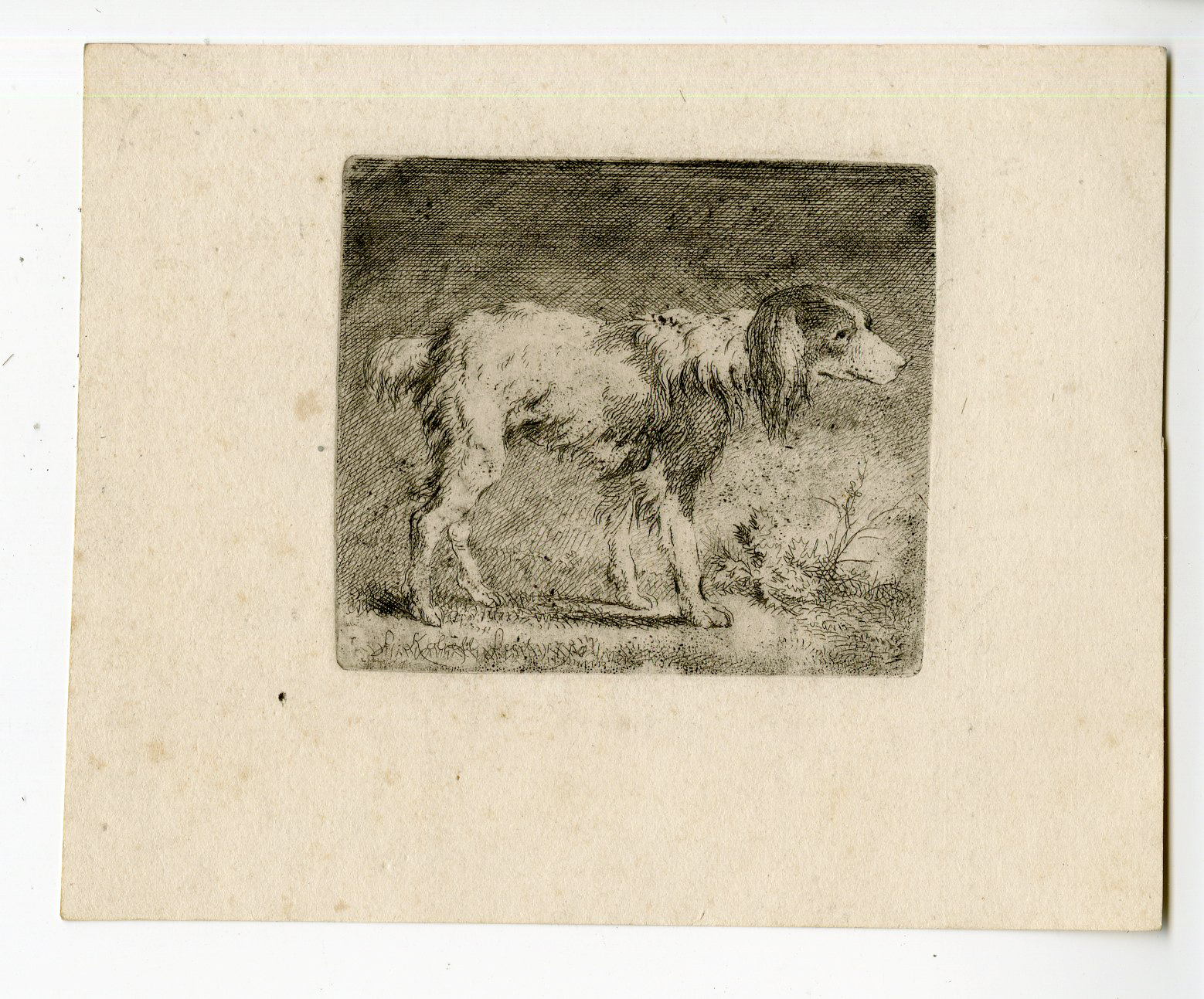 , Antique Print – DOG STANDING-SETTER-FERDINAND KOBELL after own design – c.1770, Pictura Antique Prints