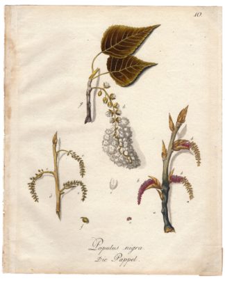 Antique Print-BLACK POPLAR-POPULUS-PAPPEL-Anonymous-c.1790