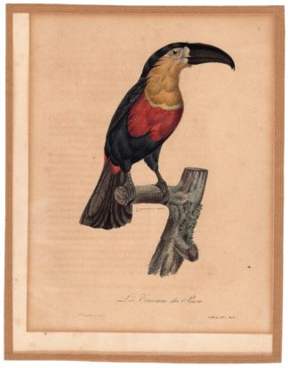Antique Print-TOUCAN DU PARA-Oudart-Motte-c.1820