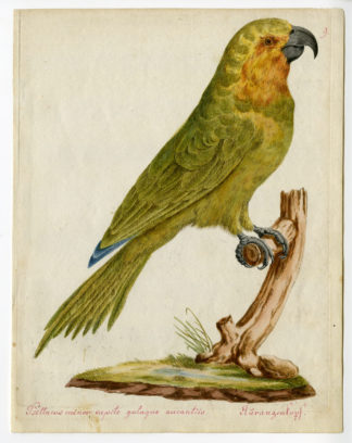 Rare Antique Drawing-PARROT-RED THROAT-Spalowski-Schmid-c.1791