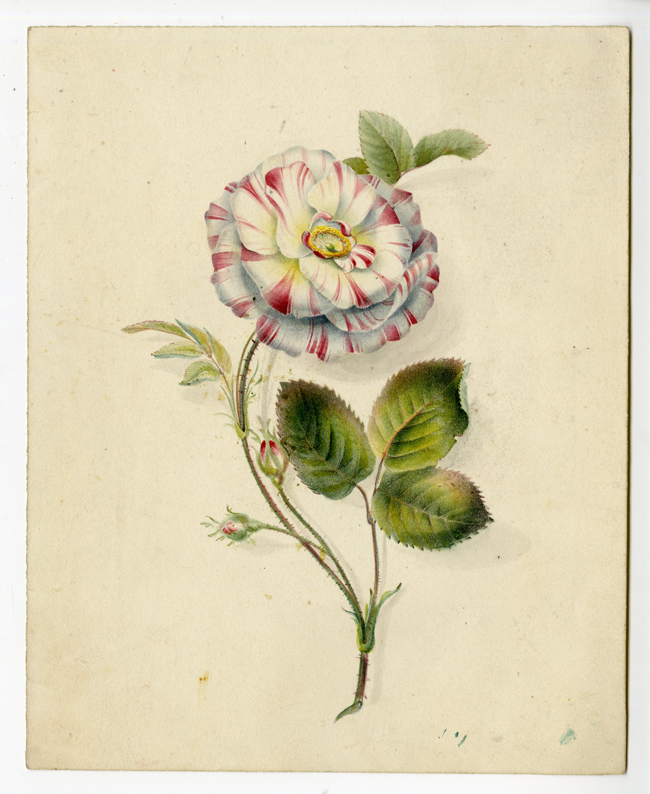 , Antique Drawing-ROSE SPECIES-Anonymous-19th.c., Pictura Antique Prints