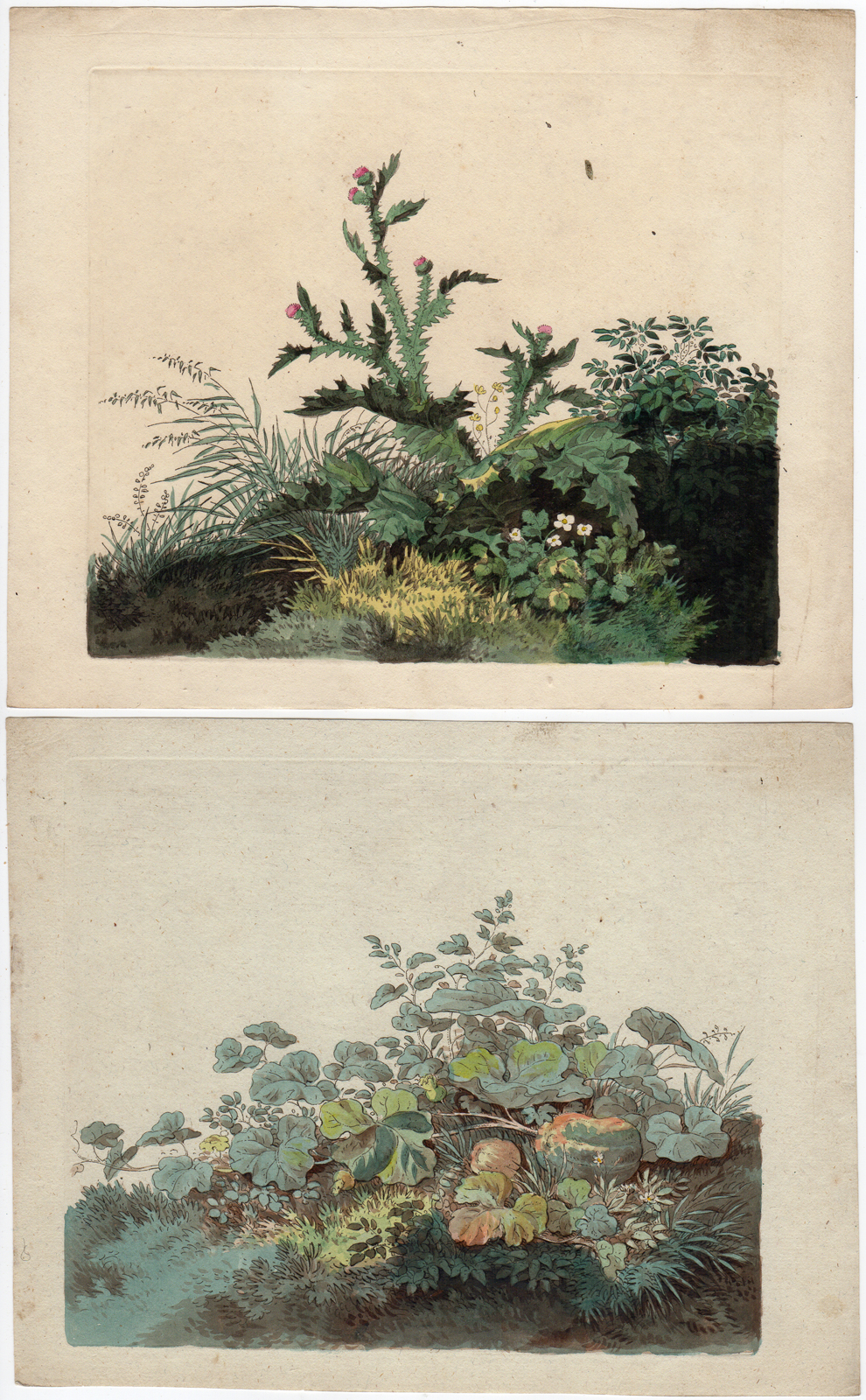 , 2 Antique Master Prints-VEGETATION-THISTLE-STRAWBERRY-PUMPKIN-Anonymous-c.1790, Pictura Antique Prints