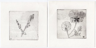 2 Antique Prints-FLOWER BUDS-VIOLA-BLOEMKNOPPEN-BLOEIEND VIOOLTJE-Delft-1982