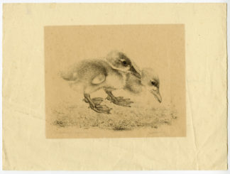 Antique Print-JONGE EENDJES-DUCKLINGS-Wittenberg-1949