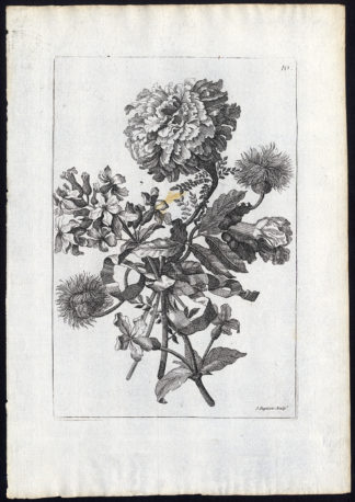 Antique Master Print-BOUQUET-FLOWER-Monnoyer-ca. 1680