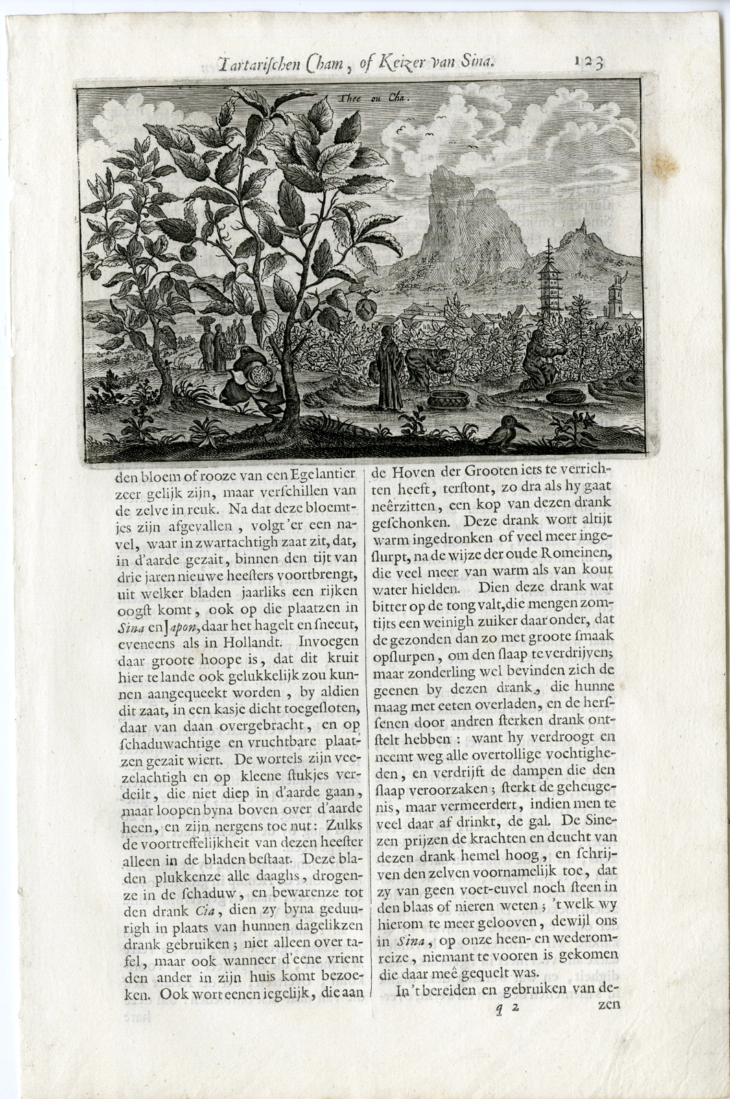 , Antique Print-TEA PLANT-CHINA-Nieuhof-1665, Pictura Antique Prints