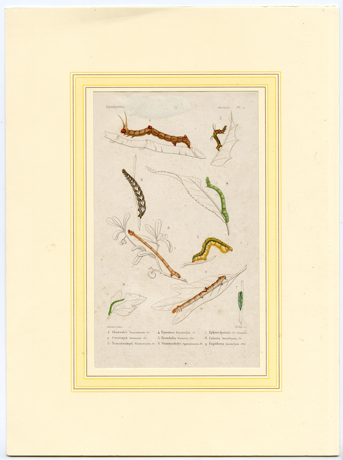 , Antique Print-CATERPILLAR-WALKING BRANCH-INSECTS-Corbie-1852, Pictura Antique Prints