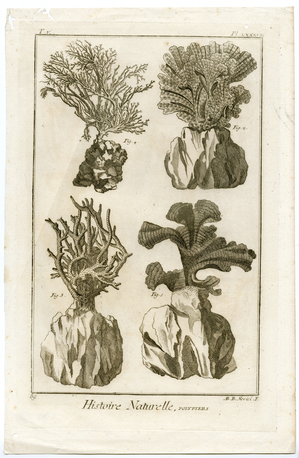 Rbos 0235 416x636 5 Antique Prints-POLYPS-CORAL-Nerici-Diderot-c.1770 - Image 9