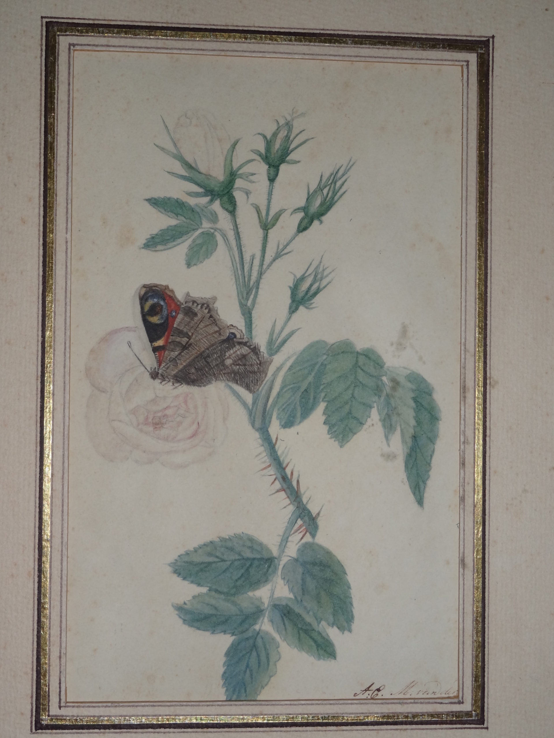 , Antique Drawing-WHITE ROSE-BUTTERFLY-INSECT-FLOWER-van der Duyn-ca. 1880, Pictura Antique Prints