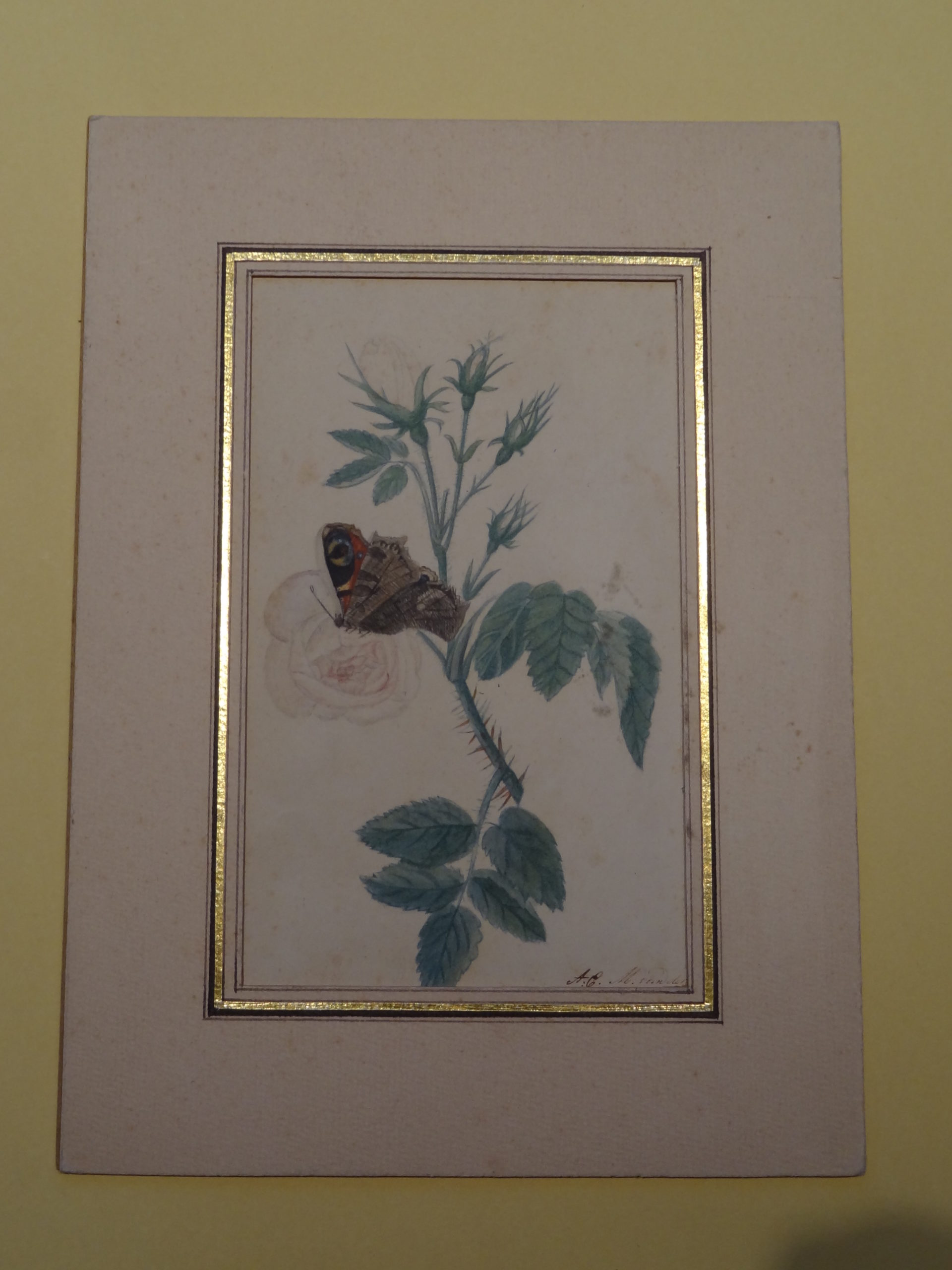 , Antique Drawing-WHITE ROSE-BUTTERFLY-INSECT-FLOWER-van der Duyn-ca. 1880, Pictura Antique Prints