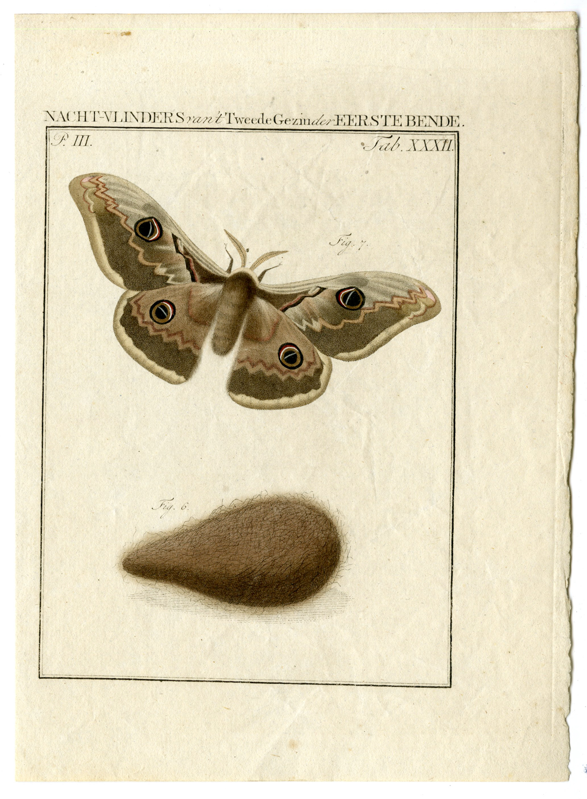 , Antique Print-MOTHS-Teniers-1762, Pictura Antique Prints