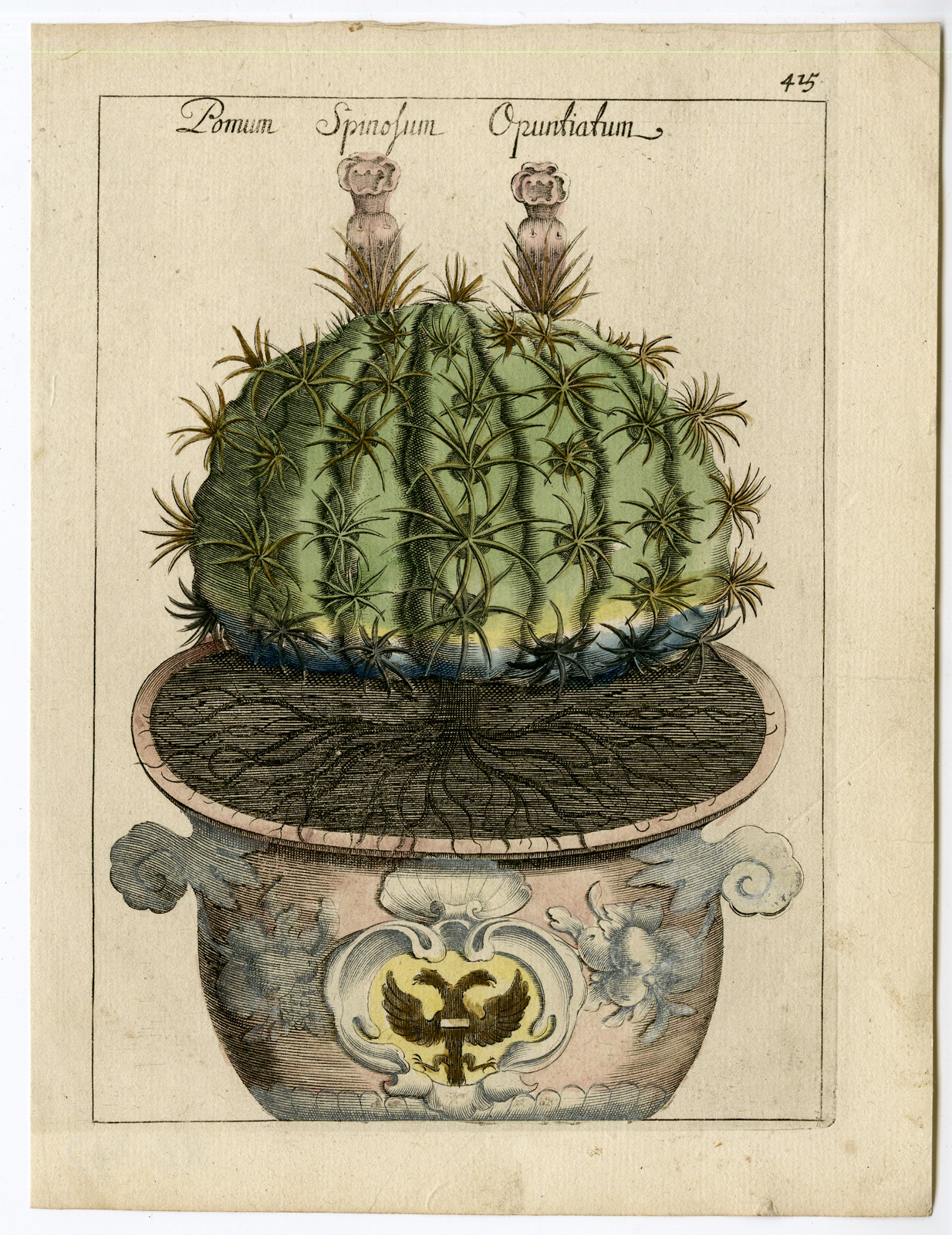 , Antique Print-INDIAN THORN APPLE CACTUS-Munting-c.1696, Pictura Antique Prints