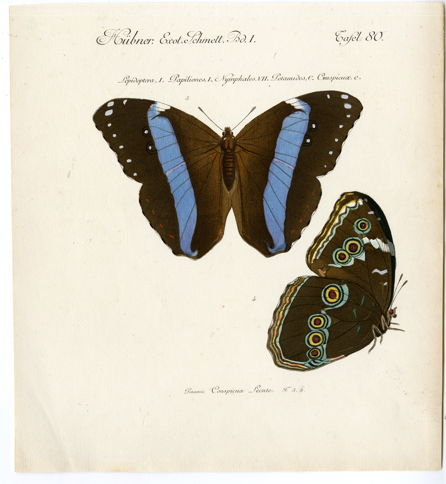 , Antique Print-BUTTERFLY SPECIES-Hübner-later ed., Pictura Antique Prints