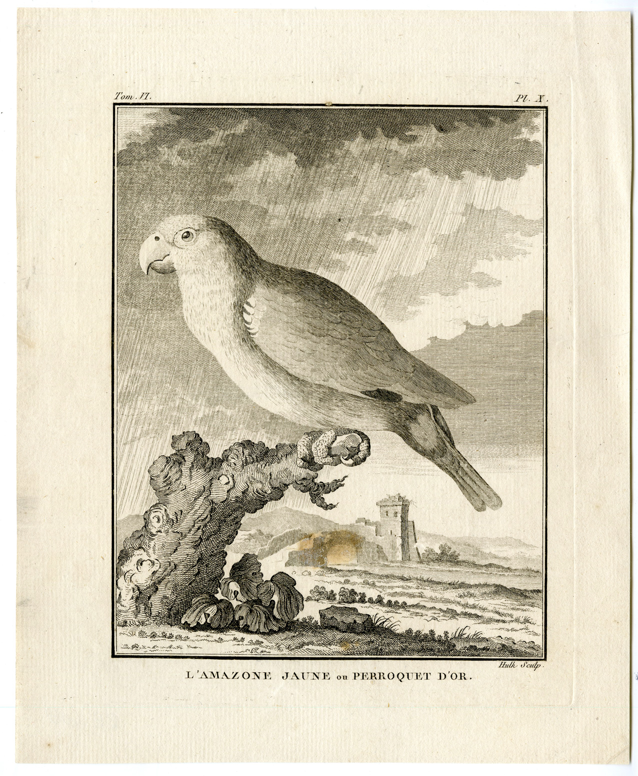 , Antique Print-YELLOW CROWNED AMAZON PARROT-Buffon-Hulk-1755, Pictura Antique Prints