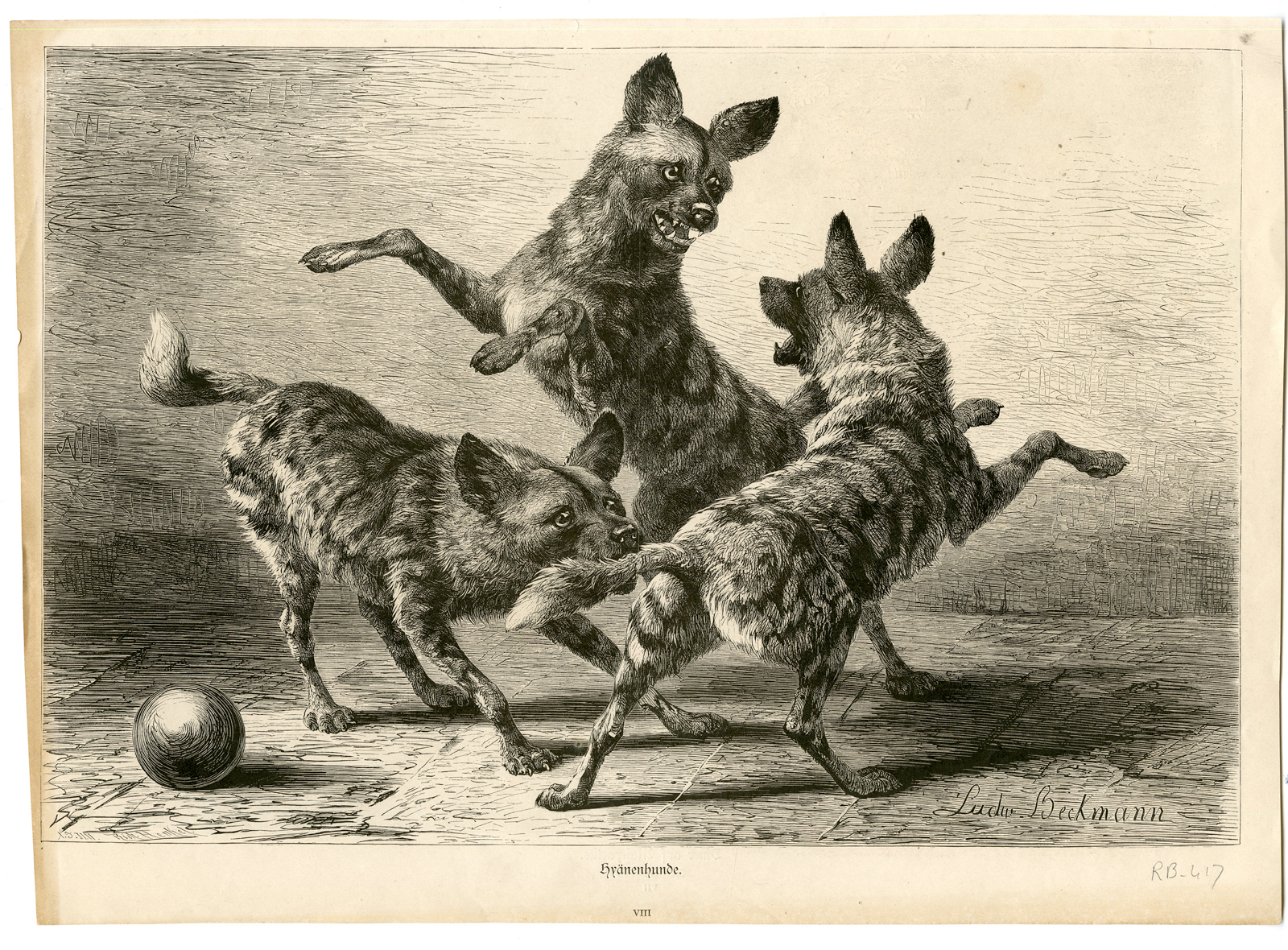 , Antique Print-HYENA’S-FOXES-Beckmann-1873, Pictura Antique Prints
