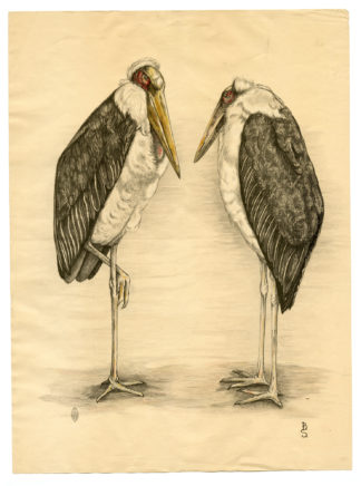 Old Print-LITHOGRAPHIE-TWO MARABOES-Betty Sluyterman-c.1936