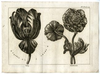 Catalogue of available Antique Prints-BOTANICAL-GARDENS-Pluche-1799