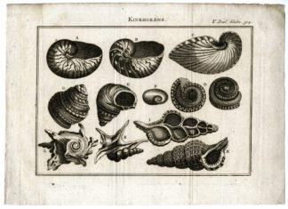 Catalogue of available Antique Prints-MARINE-FISH-SHELLS-Pluche-1799